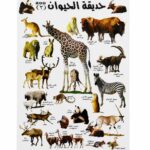 لوحة وايت بورد تعليمية حديقة الحيوانات 50×70 سم - 4506