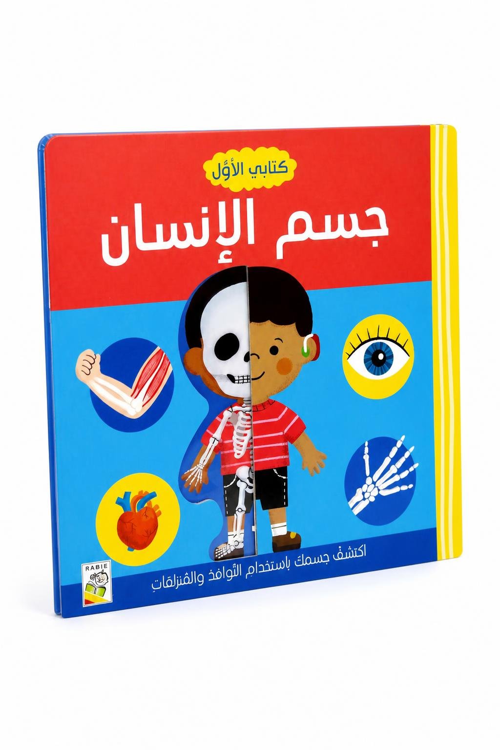 8c91d279-aa8e-481d-b590-5df3ef4f7368.jpg كتابي الأول عن جسم الإنسان من دار ربيع - موديل 10451 - الصورة 1