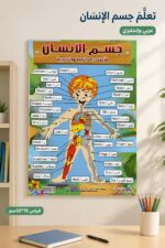 ⁦لوحة وايت بورد تعليمية لجسم الإنسان عربي/إنجليزي 50*70سم - 4500⁩ - الصورة ⁦2⁩