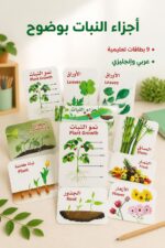 ⁦بطاقات تعليمية لأجزاء النبات 9 بطاقات - موديل 7545928⁩ - الصورة ⁦2⁩
